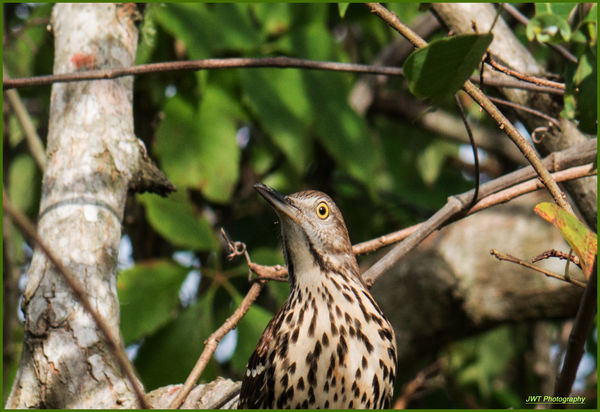 Brown thrasher close up & personal...