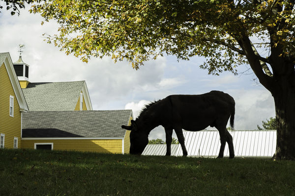 Yellow farmhouse with donkey...