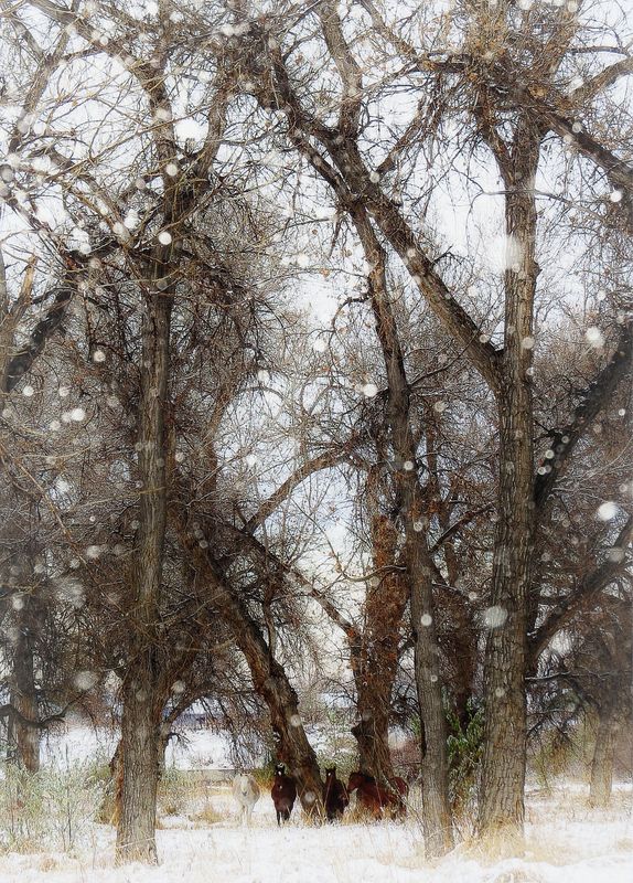 Standing quietly under the Cottonwoods....