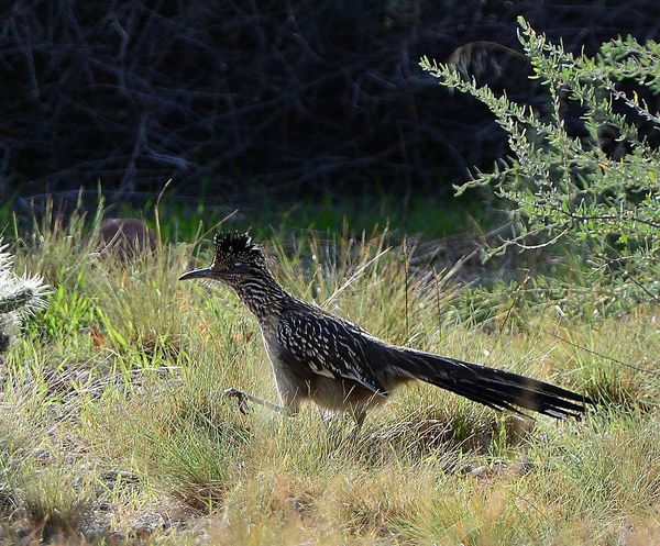 Roadrunner looking for a coyote to pester....