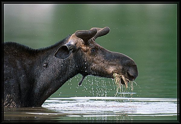 Moose in Sandy Stream Pond...