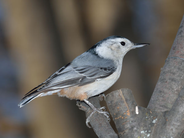 White-breasted Nuthatch...