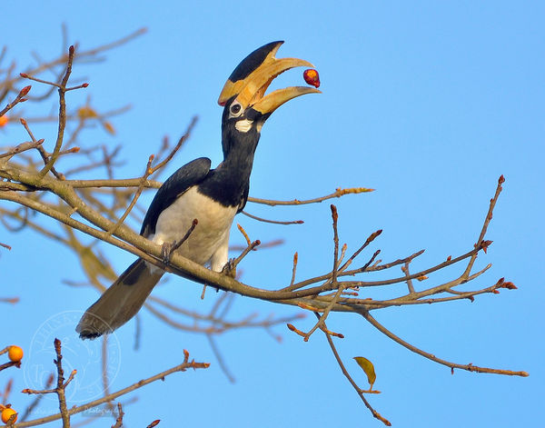 Malabar Pied Hornbill - tossing a berry...
