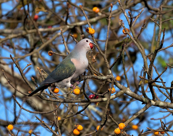 Imperial Green Pigeon - Is this a case of eyes big...