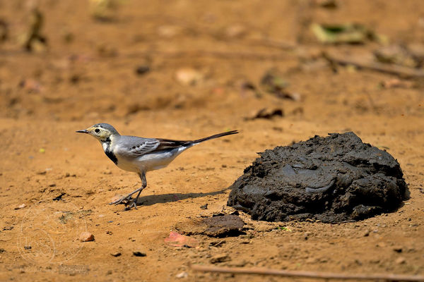 White Wagtail - you can add the caption......