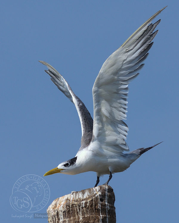 Greater Crested Tern...