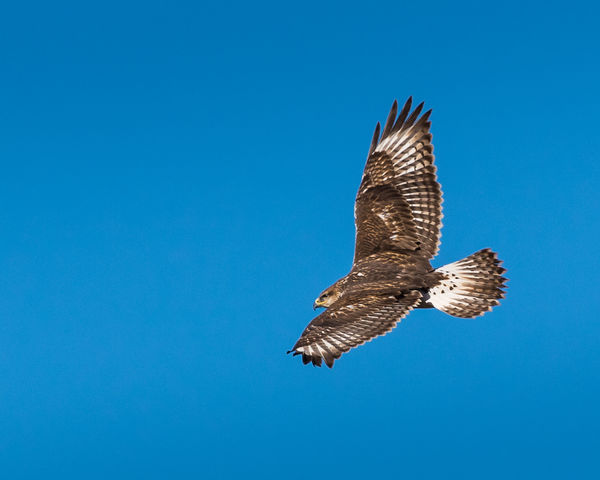 Northern Harrier in flight: I don't come in contact with too many ...