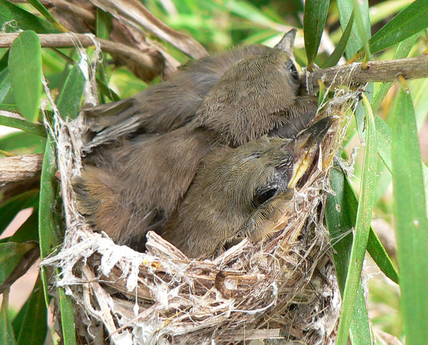 Young honey eaters in nest...