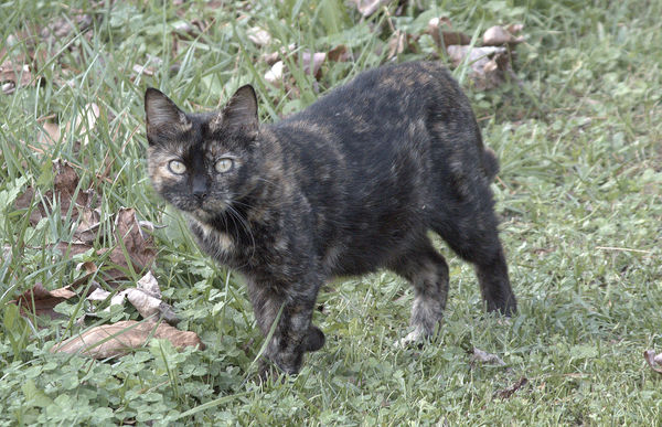 A feral cat coming in from the woods...