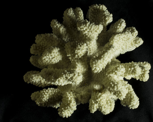 Coral # 6...
