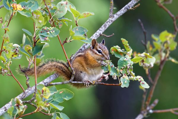 Squirrel in tree...