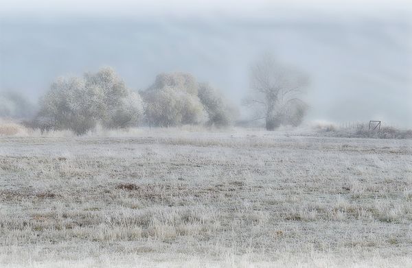 Frozen Pasture...