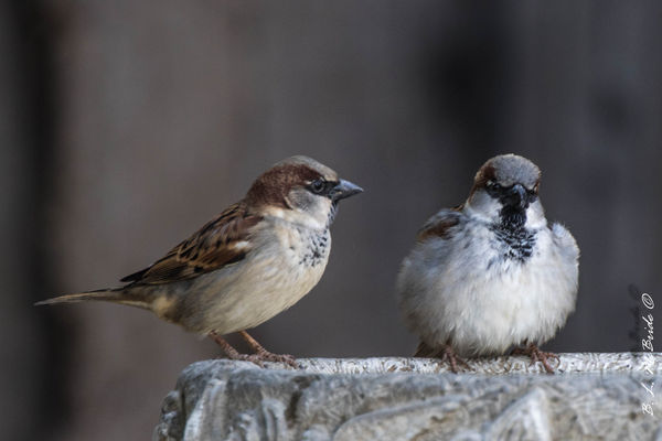 Sparrow convention...