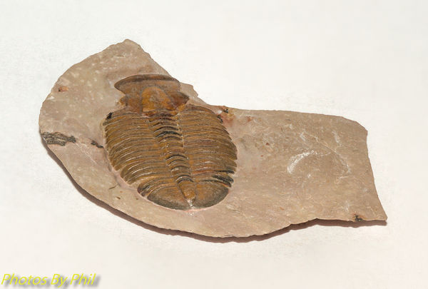 Fossil Trilobite 'Elrathia Kingi', Cambrian epoch...