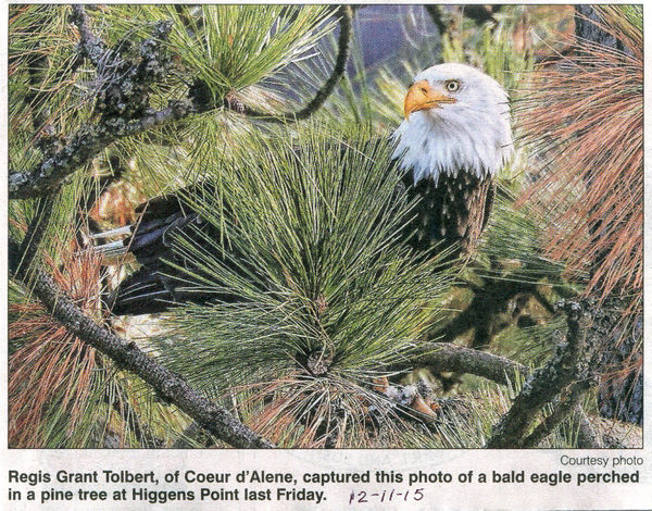Newspaper photo of my Bald Eagle shot....