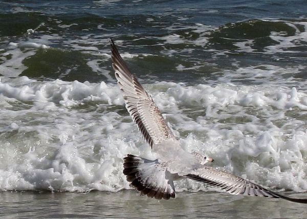 Sea gull by the seashore #1...