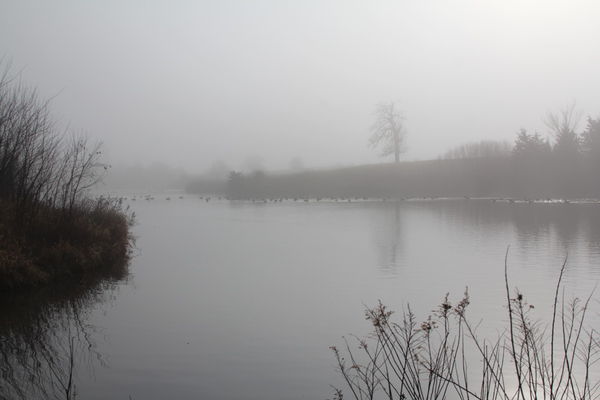 Farm pond on a foggy day...