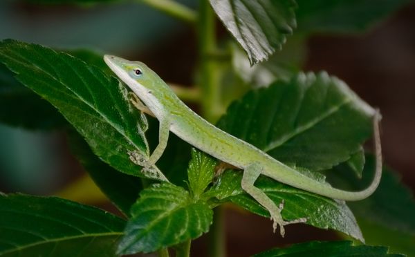 Green Anole - leaf lounging...