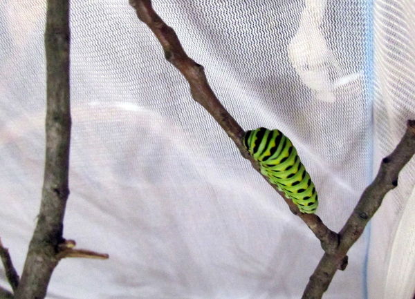 one of the caterpillars faint blue on right of cag...
