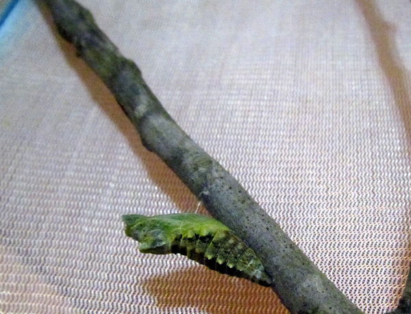 and a chrysalis too - there is blue in the corner...