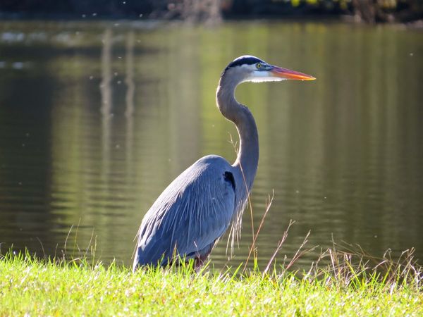 Heron by the pond in James Island County Park...