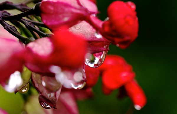 Trying to get water drops from our bleeding heart ...