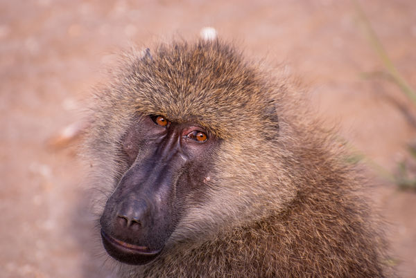 Baboon in Tanzania...