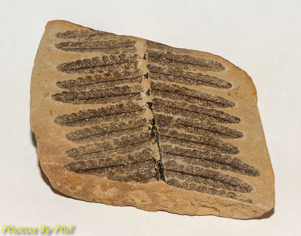 Pecopteris fern fossil...