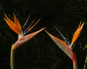 Early Morning Find: Birds of Paradise, Newport Bea...