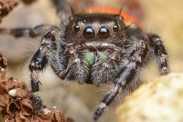 Phidippus clarus, but more your jumpers colors...