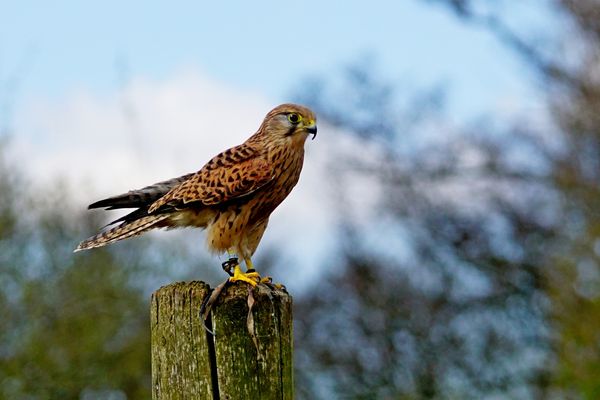 Kestrel...