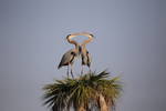 Great Blue Herons just before mating...