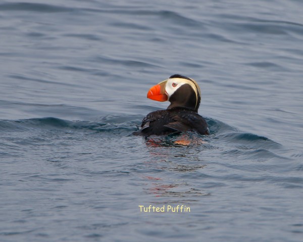 Tufted Puffin...