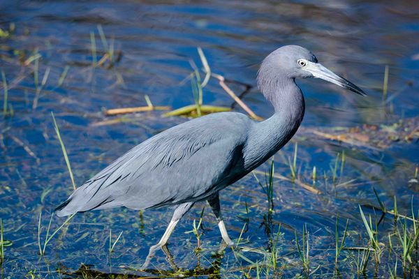 Taken Two weeks ago in Everglades 150-600 Sigma Sp...
