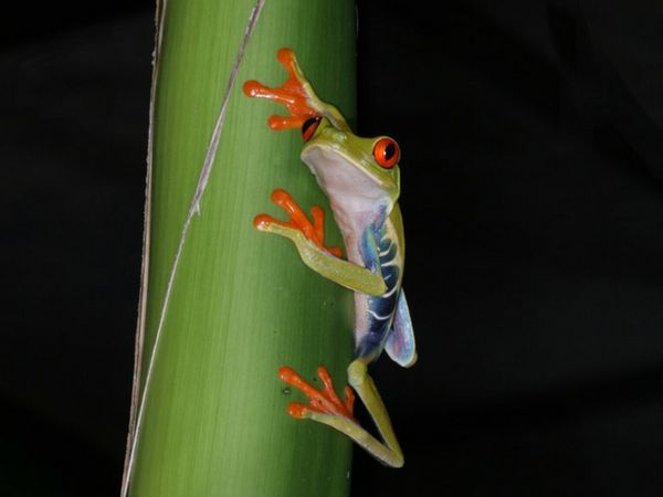 Red-eyed Green Tree Frog...