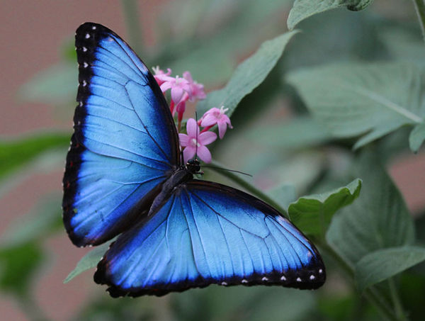 Blue Morpho Butterfly...