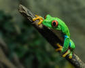 Tree Frog...