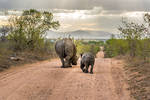 The Long Road Home. Taken in a game reserve in Sou...