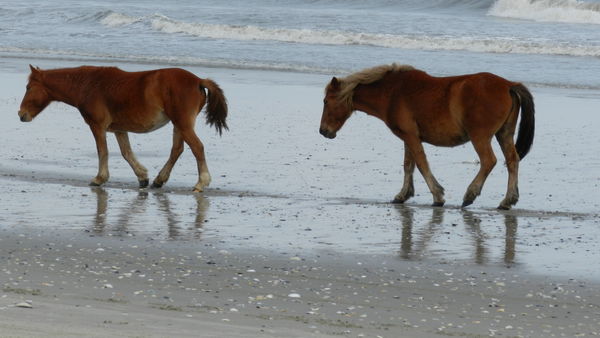 Wild horses on the beach!...