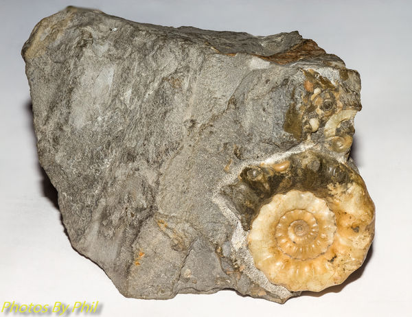 Fossil Ammonites in a limestone matrix...