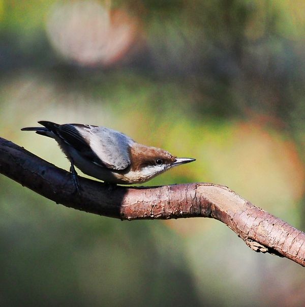 Brown Headed Nuthatch...