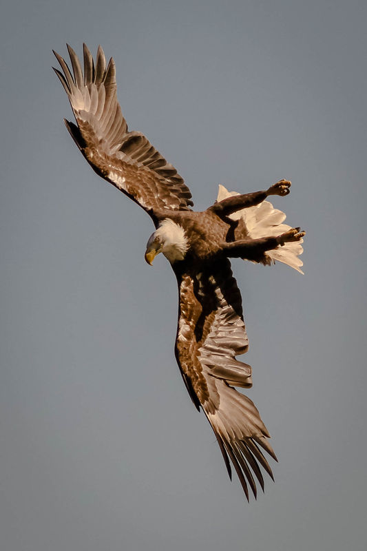 Eagle starting its dive...