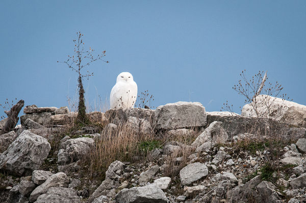 A male Snowy owl...