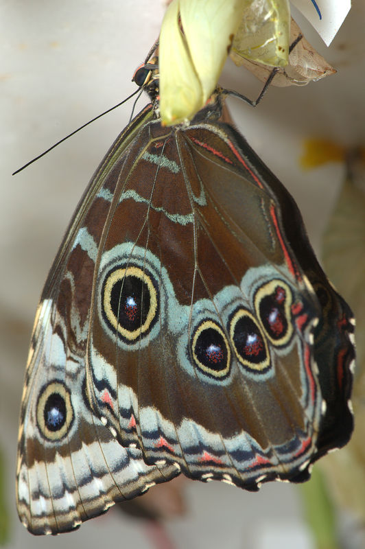 Mechanitis polymnia бабочка фото