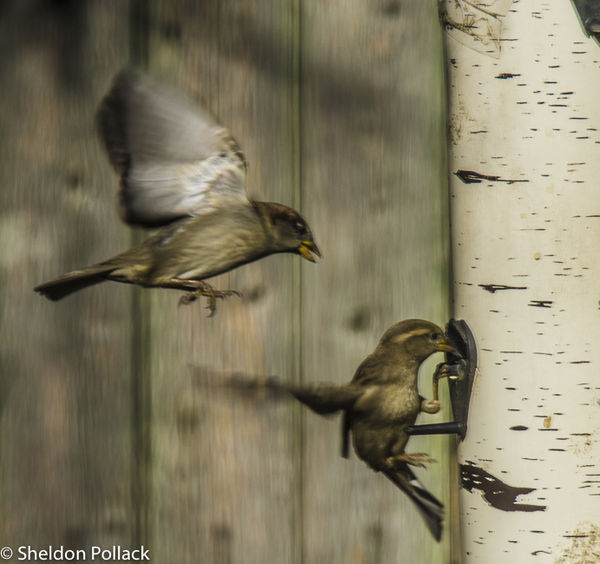 sparrow  at feeder...