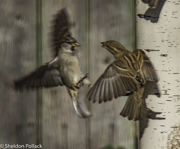 sparrow at feeder 2...