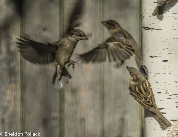 sparrow at feeder 3...