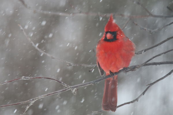Cold Cold Cardinal...
