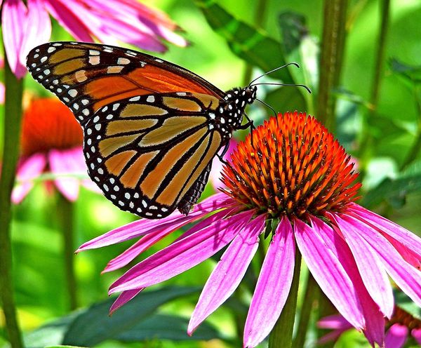 The Beautiful Monarch Butterfly...