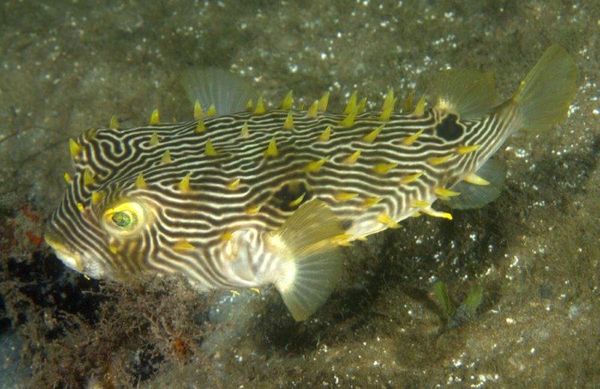 Striped Burrfish...